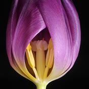 tulp 2-2013 2843